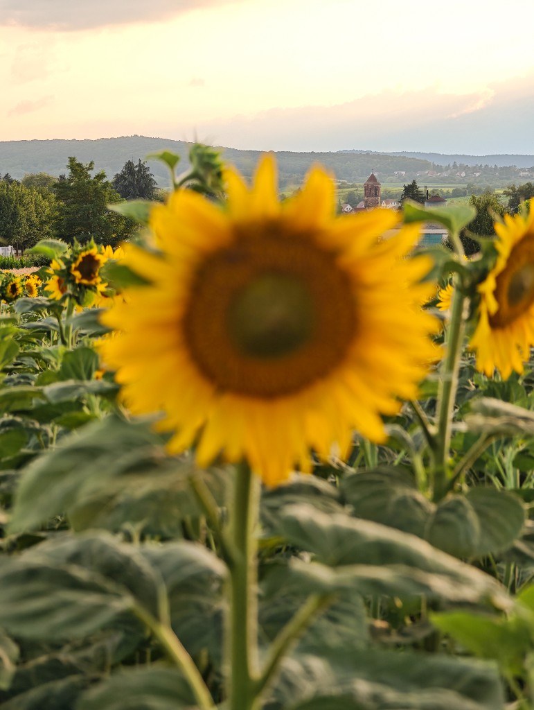 Tournesols près de Rosheim